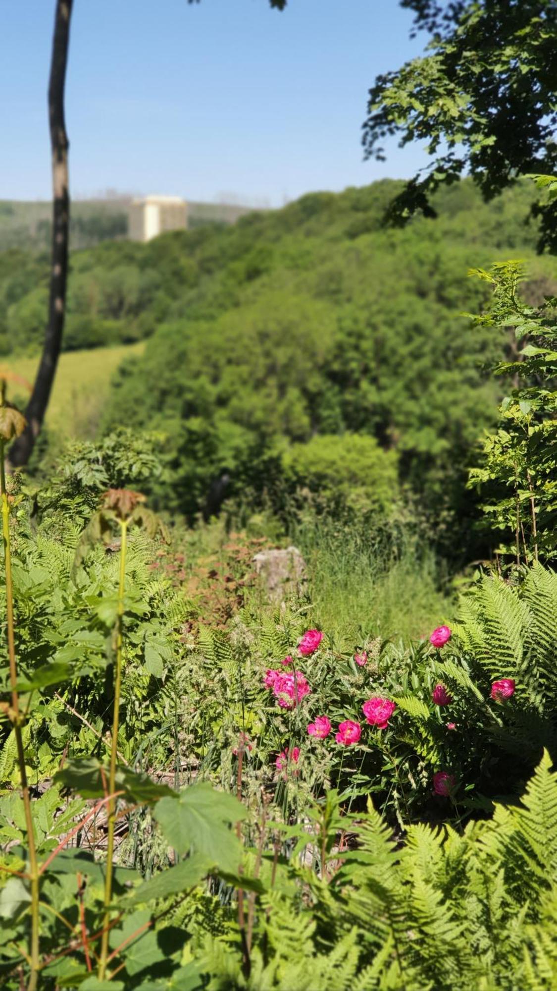 Hotel Schneiderhof ブラウンラーゲ エクステリア 写真