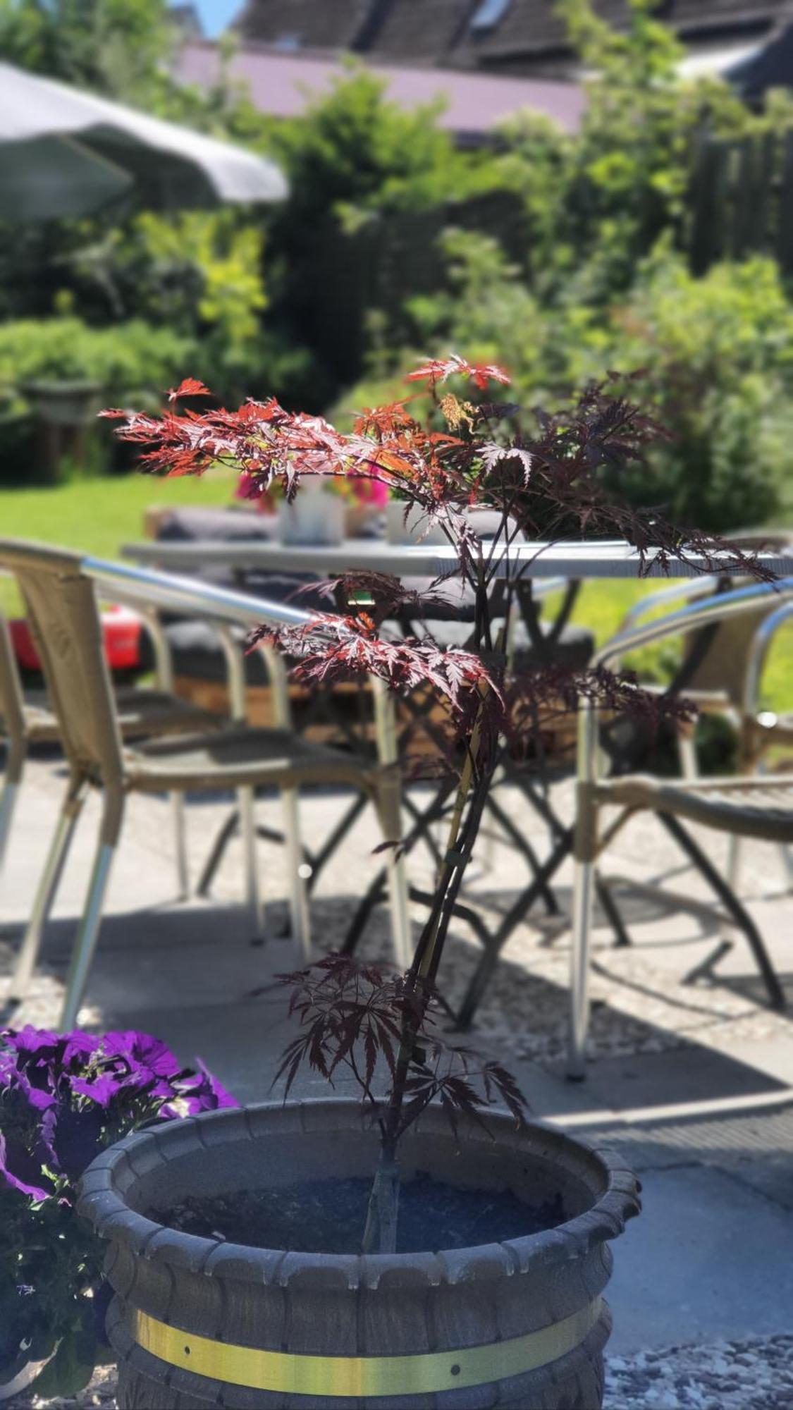 Hotel Schneiderhof ブラウンラーゲ エクステリア 写真